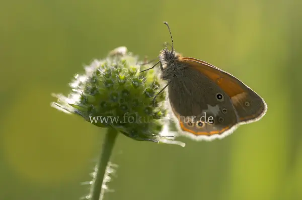 Fokus-Natur Bild