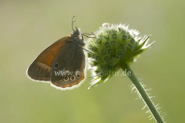 Fokus-Natur Bild