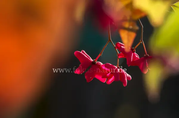 Fokus-Natur Bild