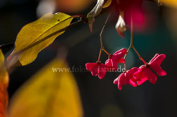Fokus-Natur Bild