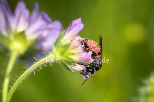 Fokus-Natur Bild