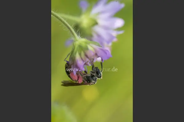 Fokus-Natur Bild
