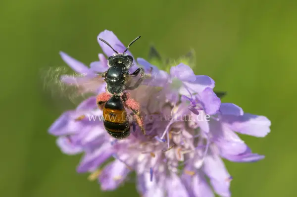Fokus-Natur Bild