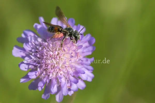 Fokus-Natur Bild