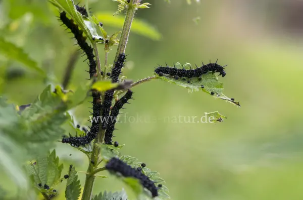 Fokus-Natur Bild