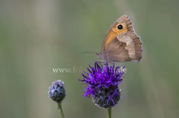 Fokus-Natur Bild