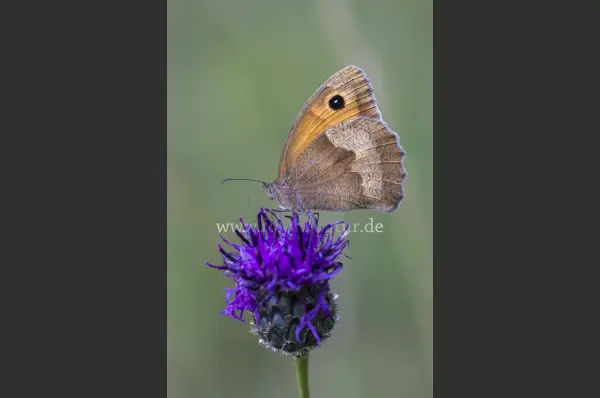 Fokus-Natur Bild