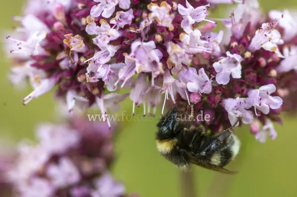 Fokus-Natur Bild