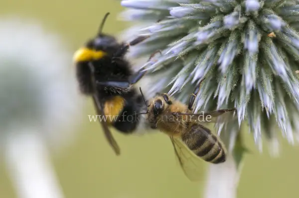 Fokus-Natur Bild