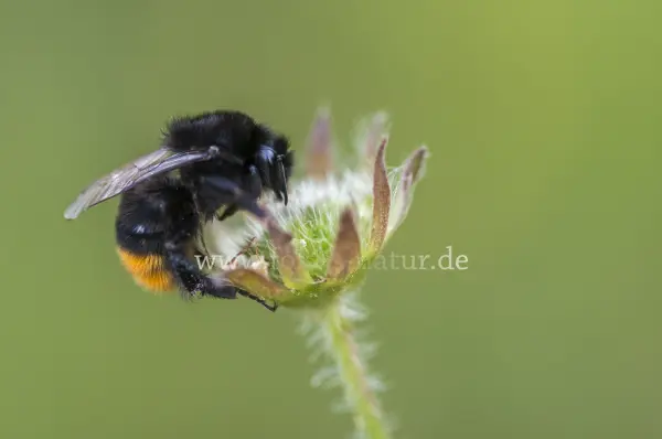 Fokus-Natur Bild