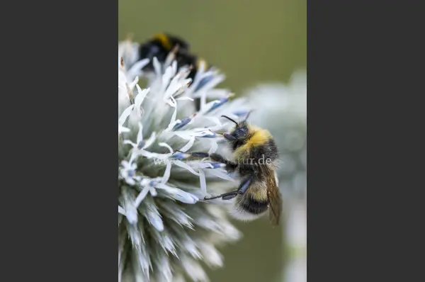 Fokus-Natur Bild