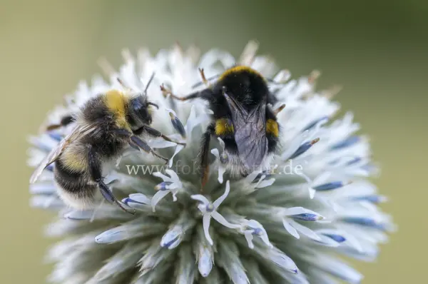 Fokus-Natur Bild