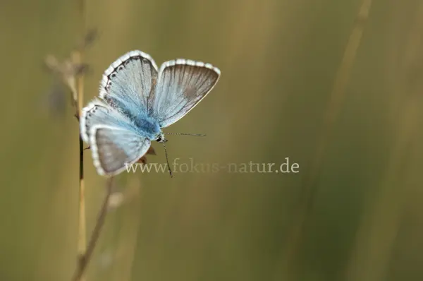 Fokus-Natur Bild