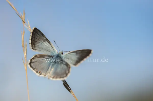 Fokus-Natur Bild