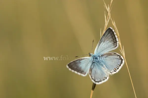 Fokus-Natur Bild