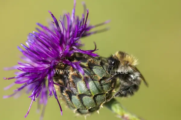 Fokus-Natur Bild