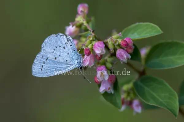 Fokus-Natur Bild