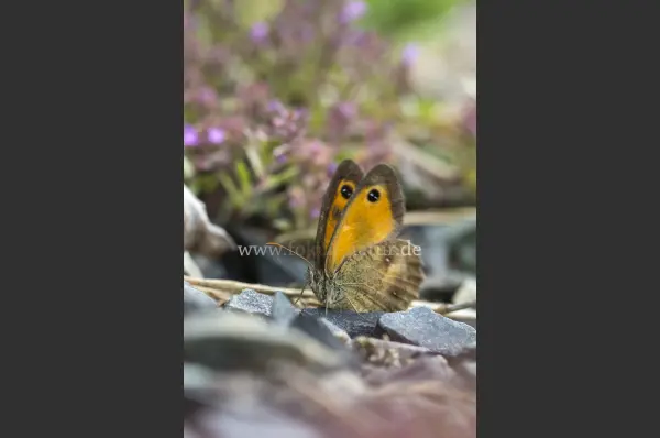 Fokus-Natur Bild