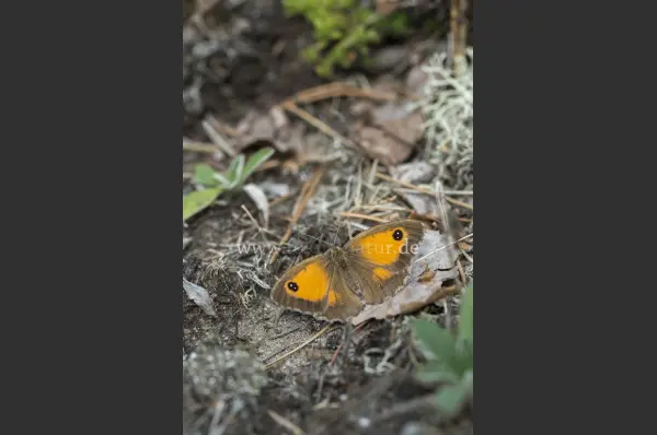 Fokus-Natur Bild
