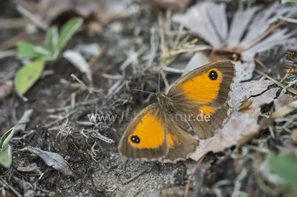Fokus-Natur Bild