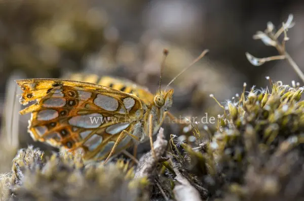 Fokus-Natur Bild