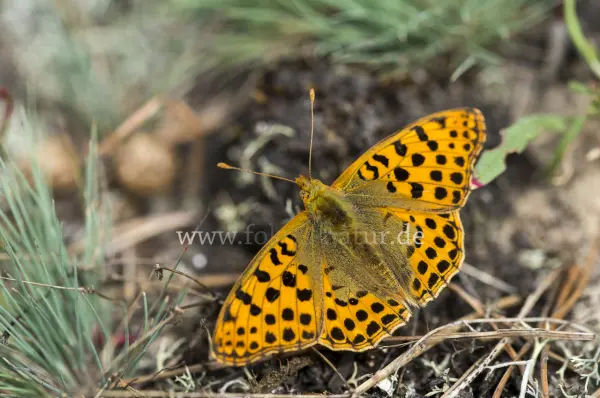 Fokus-Natur Bild