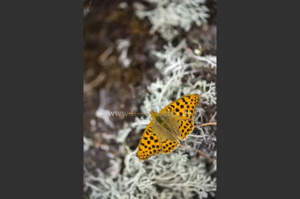 Fokus-Natur Bild