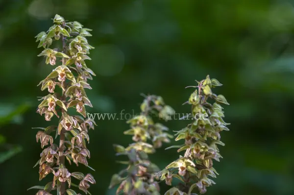 Fokus-Natur Bild