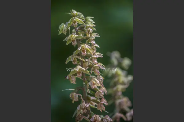 Fokus-Natur Bild