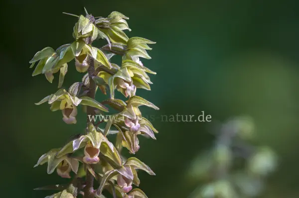Fokus-Natur Bild