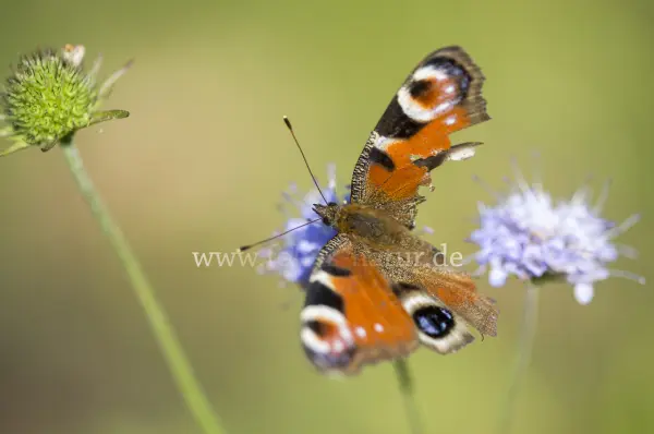 Fokus-Natur Bild
