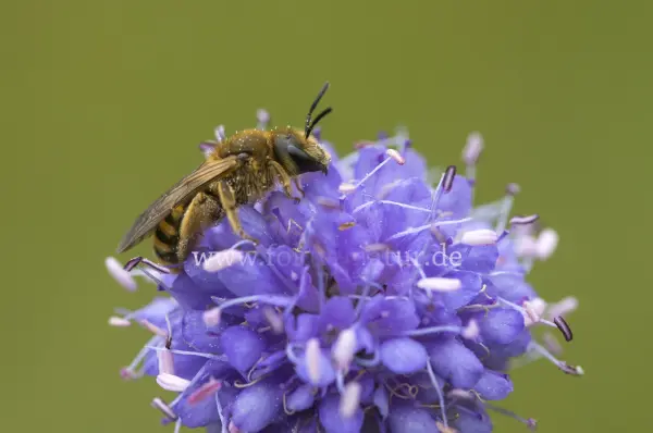 Fokus-Natur Bild