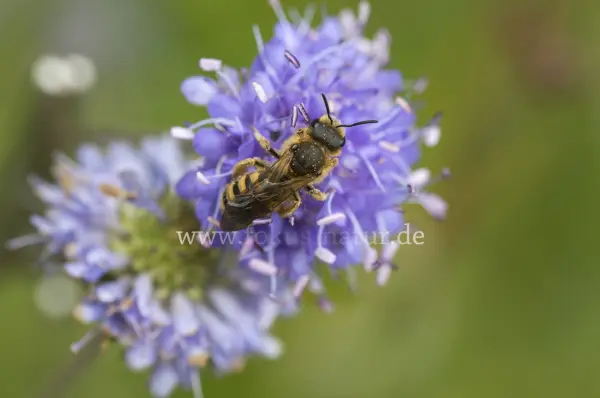 Fokus-Natur Bild