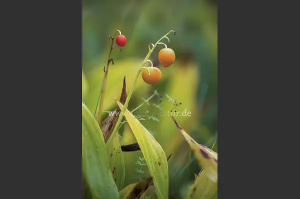 Fokus-Natur Bild
