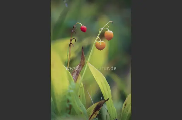Fokus-Natur Bild