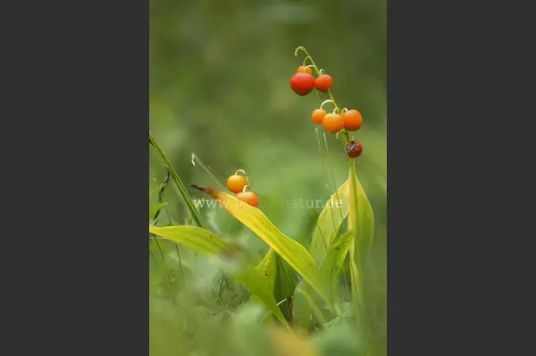 Fokus-Natur Bild