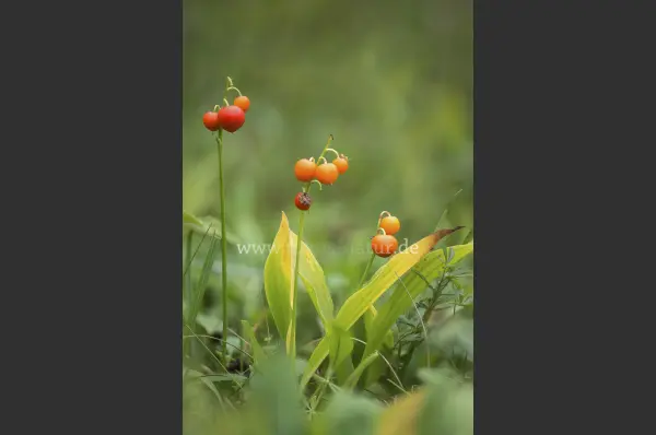 Fokus-Natur Bild