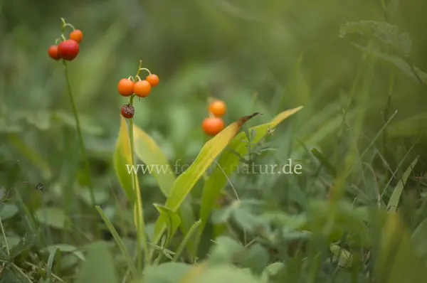 Fokus-Natur Bild