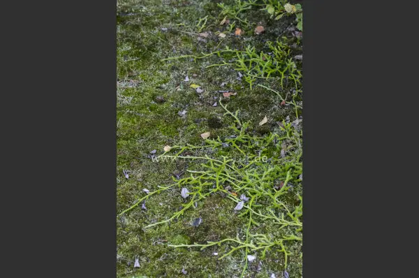 Fokus-Natur Bild