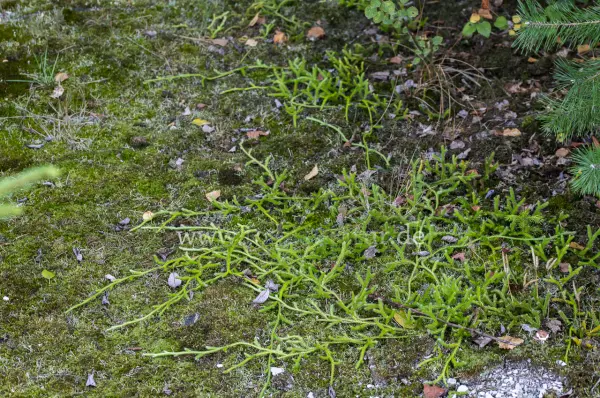 Fokus-Natur Bild