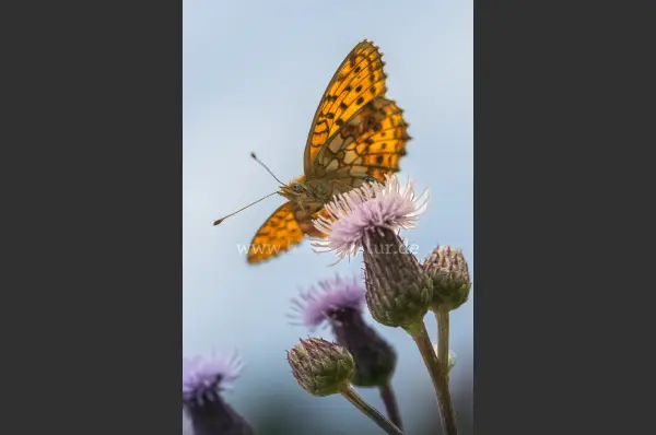 Fokus-Natur Bild