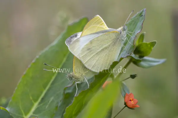Fokus-Natur Bild