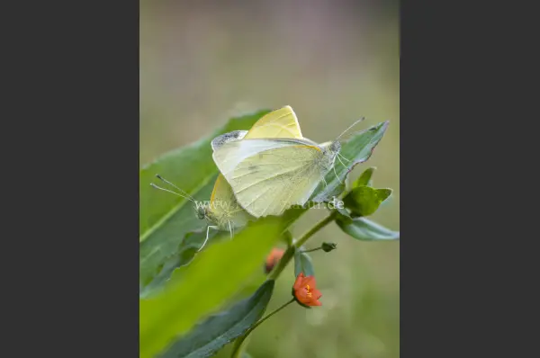 Fokus-Natur Bild