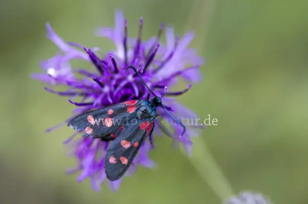Fokus-Natur Bild