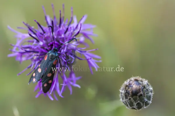 Fokus-Natur Bild