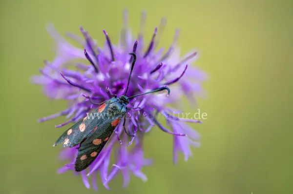 Fokus-Natur Bild
