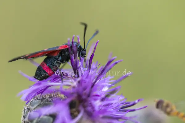 Fokus-Natur Bild