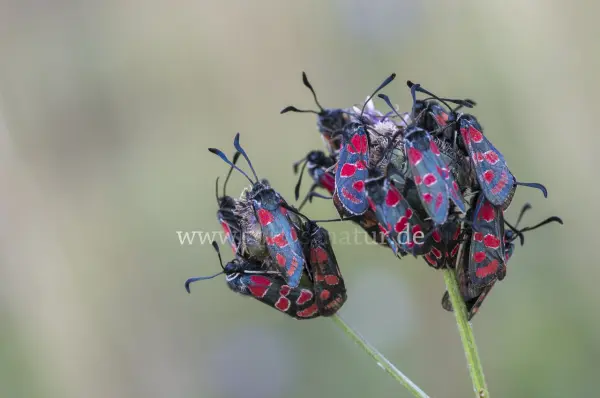 Fokus-Natur Bild
