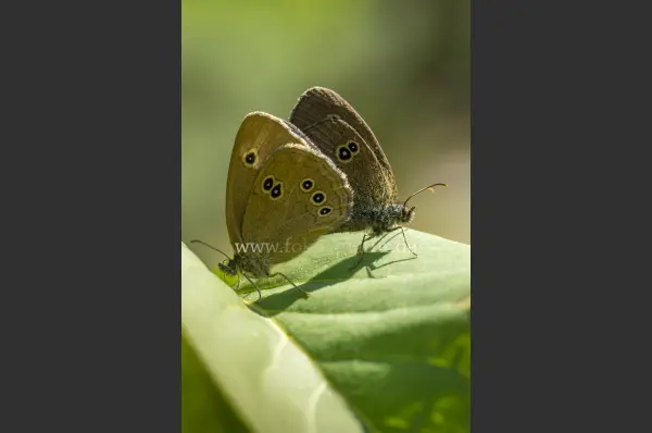 Fokus-Natur Bild
