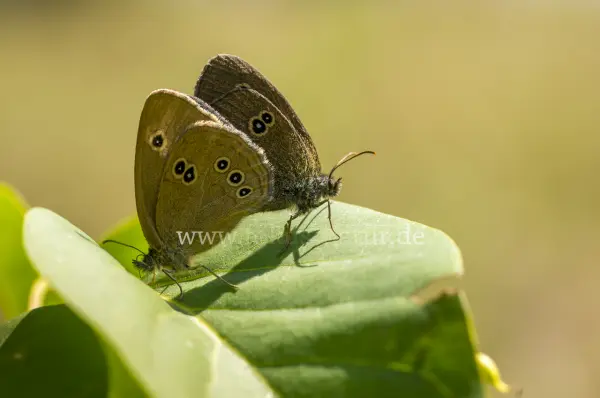 Fokus-Natur Bild